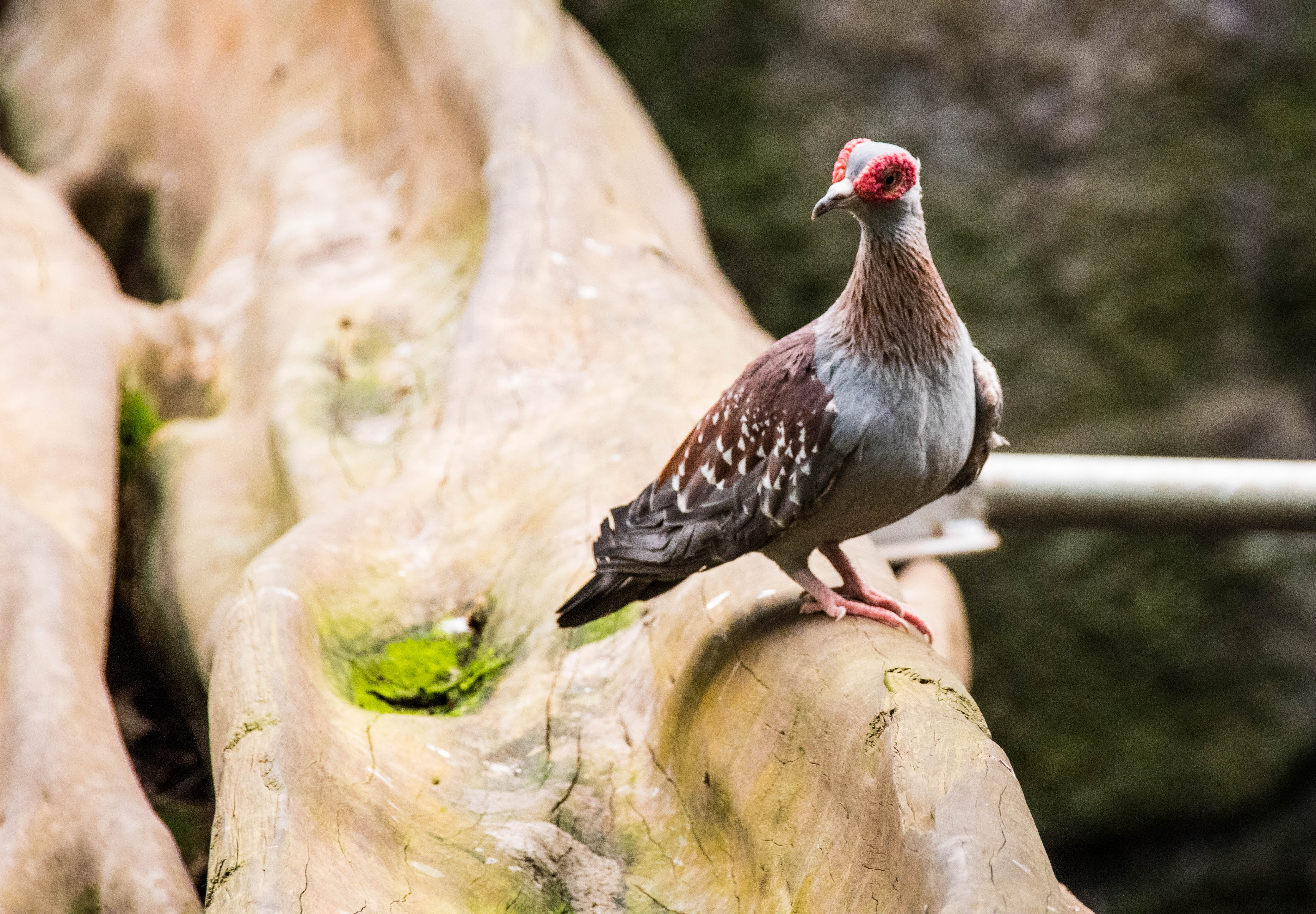 Colombe de Guinée-_MG_0063.jpg